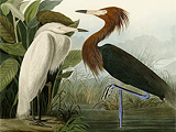   (Plate 256 of Birds of America by John James Audubon depicting Purple Heron)